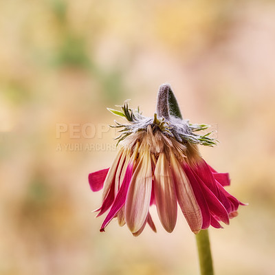 Buy stock photo Flower, dead and withering of floral, outdoor  and petals of plant, color and loss of moisture and garden. Nature, dry and drought in summer, fertilization and decay in environment, Gerbera and Asia