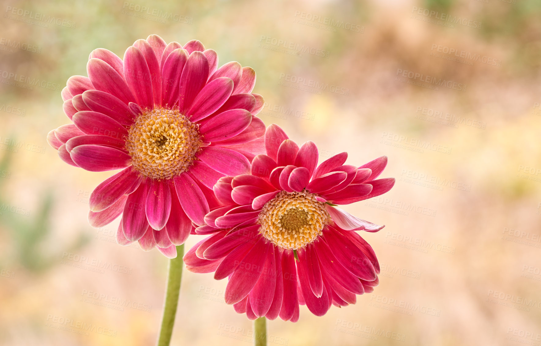 Buy stock photo Gerbera is native to tropical regions of South America, Africa and Asia. 