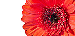 Beautiful gerbera flower