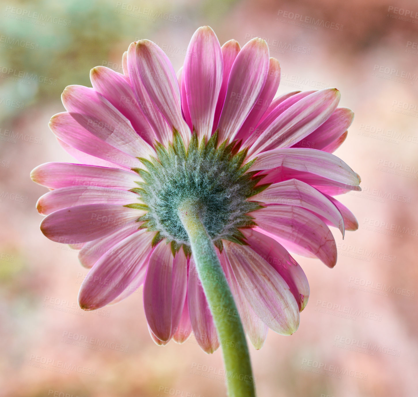 Buy stock photo Flower, outdoor and botanic for environment for conservation, nature reserve and biodiversity. Garden, forest and daisy plant for eco friendly, organic and sustainability to blossom or growth