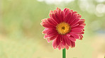 Beautiful gerbera flower