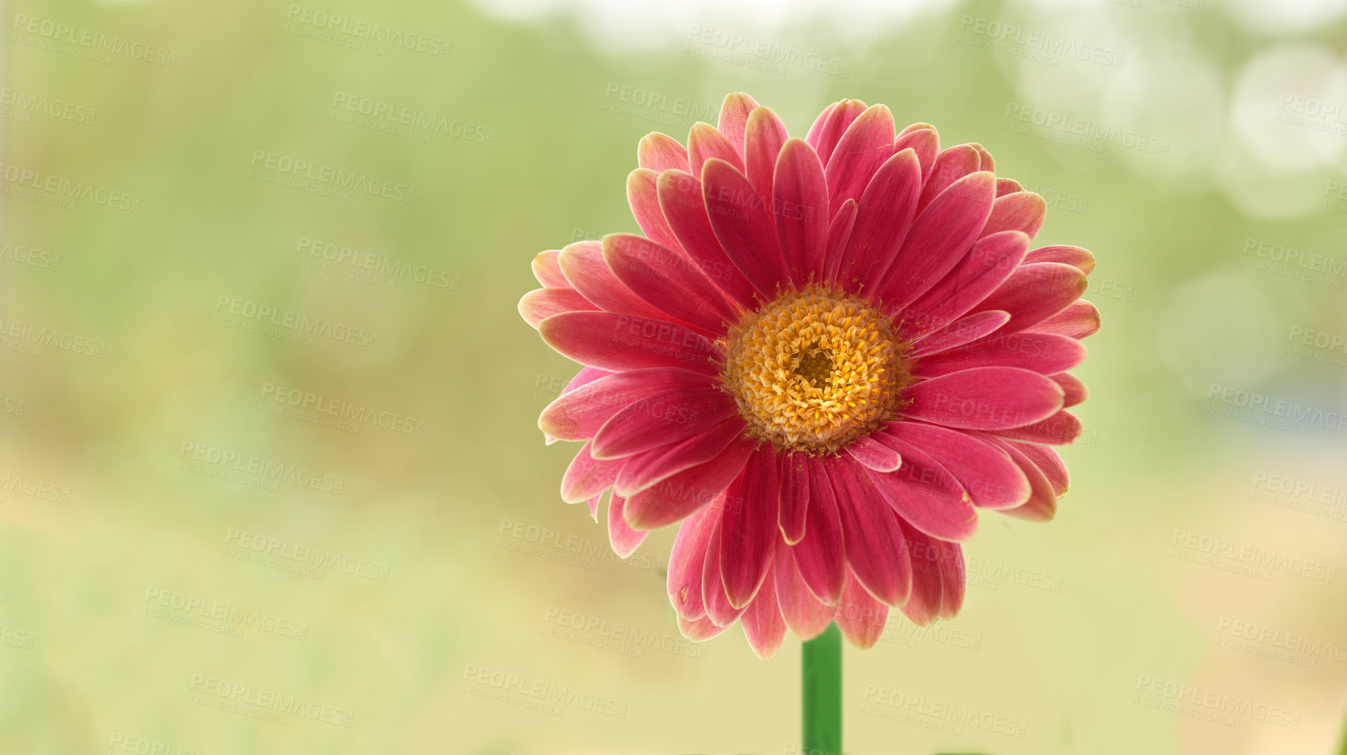 Buy stock photo Gerbera is native to tropical regions of South America, Africa and Asia. 