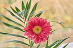 Beautiful gerbera flower