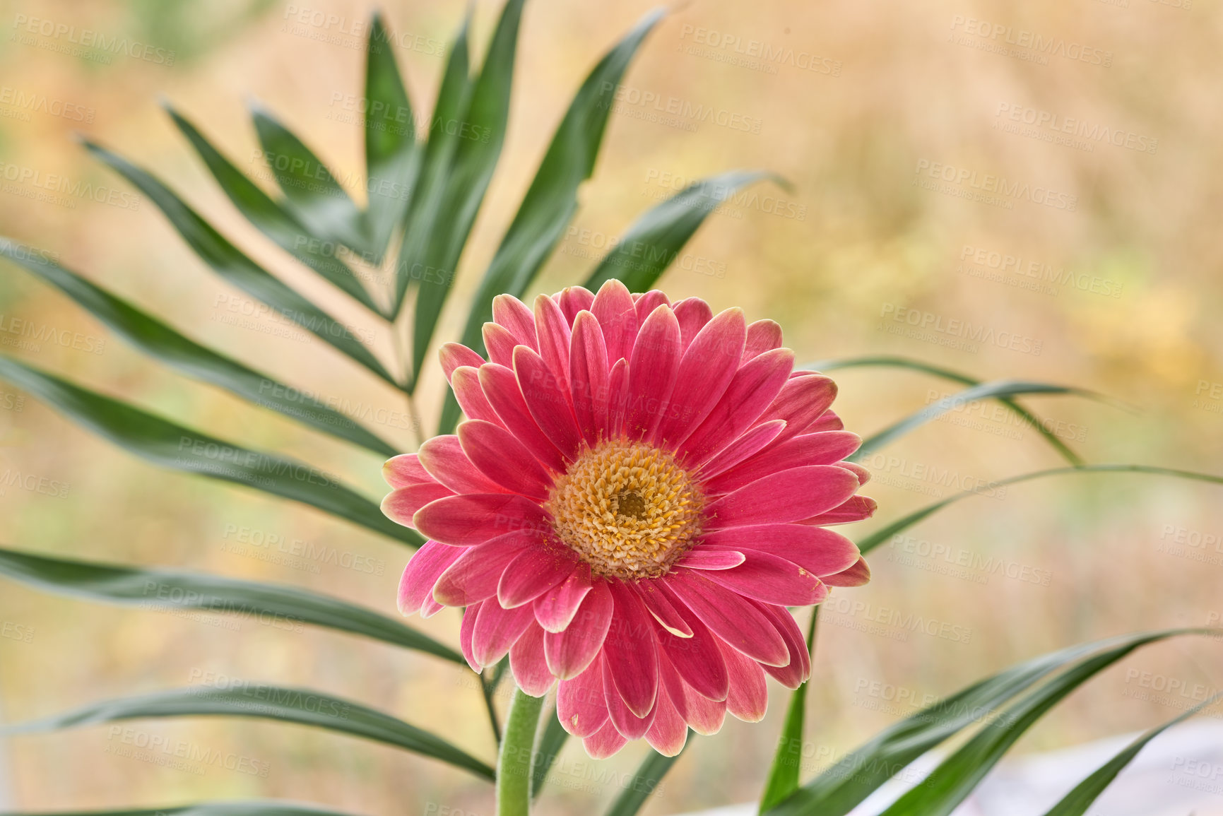 Buy stock photo Gerbera is native to tropical regions of South America, Africa and Asia. 