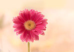 Beautiful gerbera flower