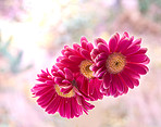 Beautiful gerbera flower