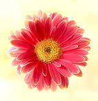 Beautiful gerbera flower