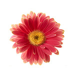 Beautiful gerbera flower