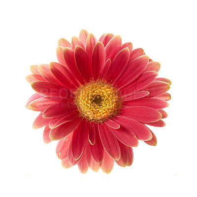 Buy stock photo Gerbera is native to tropical regions of South America, Africa and Asia. 