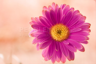 Buy stock photo Gerbera is native to tropical regions of South America, Africa and Asia. 