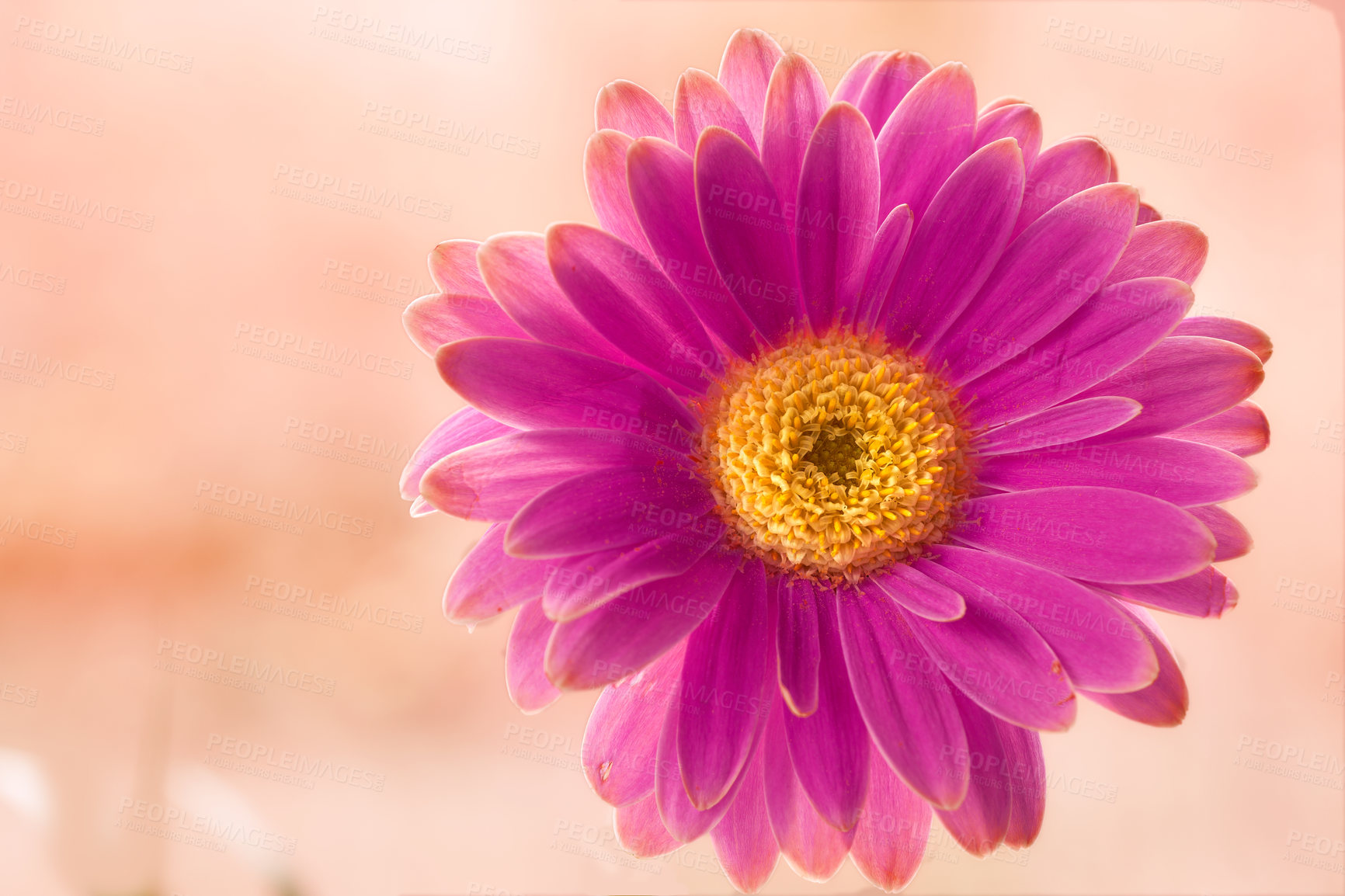 Buy stock photo Gerbera is native to tropical regions of South America, Africa and Asia. 