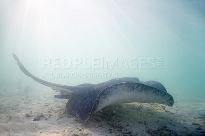 Buy stock photo Stingray, swimming and floor of ocean for sea life with underwater beauty and digging sand to feed or rest. Nature, wildlife and coral reef with exploration, marine conservation and eco protection