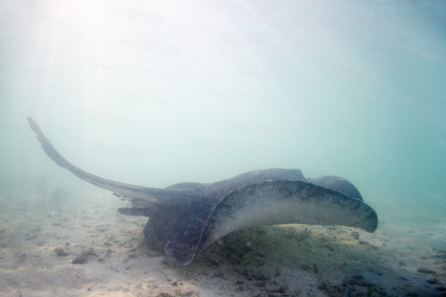 Buy stock photo Stingray, swimming and floor of ocean for sea life with underwater beauty and digging sand to feed or rest. Nature, wildlife and coral reef with exploration, marine conservation and eco protection