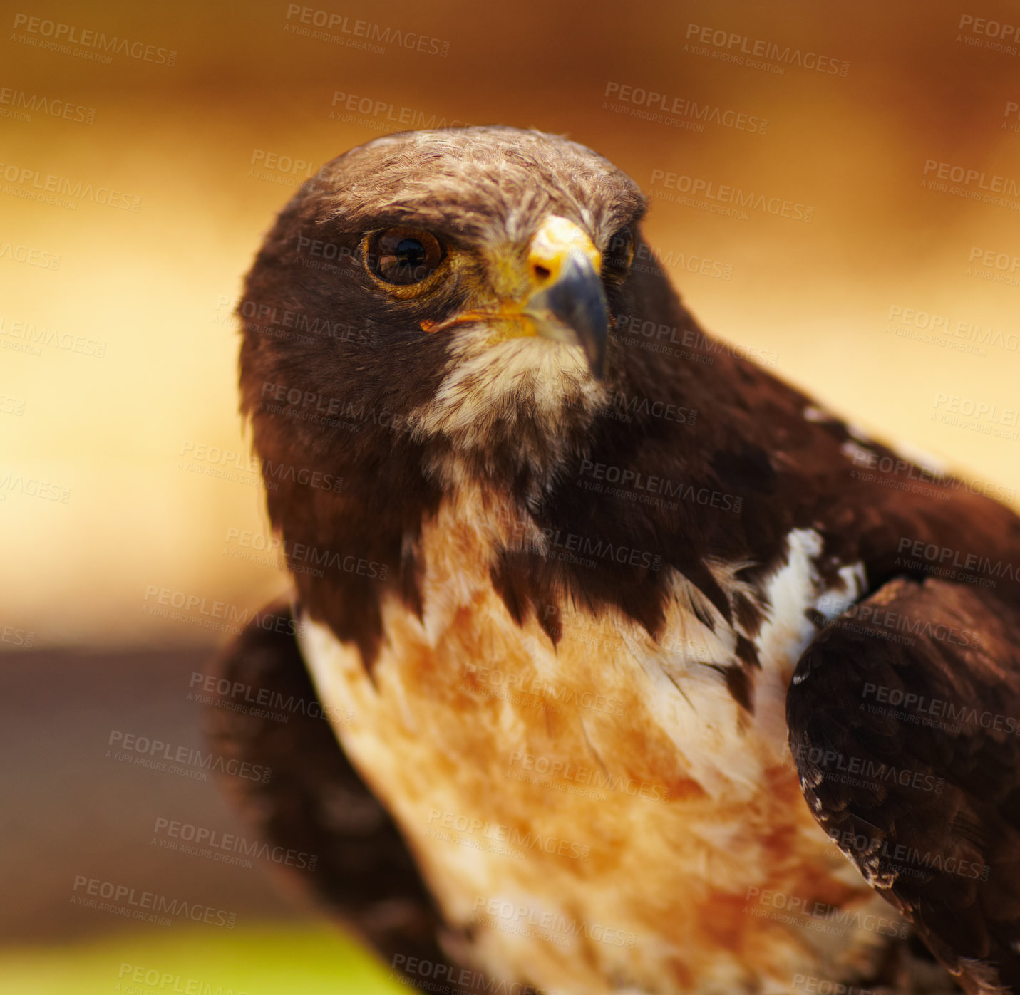 Buy stock photo Closeup portrait of majestic bird of prey. Strong red tailed hawk with its sharp, eagle like whistle symbolises miracles, strength and clarity.  Waiting patiently for a mammal to become its next meal