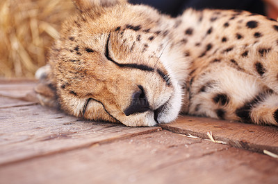 Buy stock photo A cute cheetah sleeping at the zoom where it is held captive. An adorable wild animal with beautiful spots relaxing outdoors. A calm preditor or feline resting at a wildlife resort in Africa summer