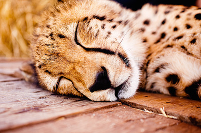 Buy stock photo Relax, sleep and the face of a cheetah at the zoo for sustainability, ecology or conservation of wildlife. Nature, environment and safari with a big cat in an animal park for endangered species