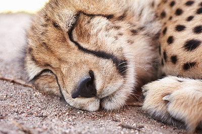 Buy stock photo Nature, wildlife and a cheetah sleeping on the ground closeup to relax in a natural environment. Animal conservation, ecology and endangered species with a big cat lying down for rest at the zoo