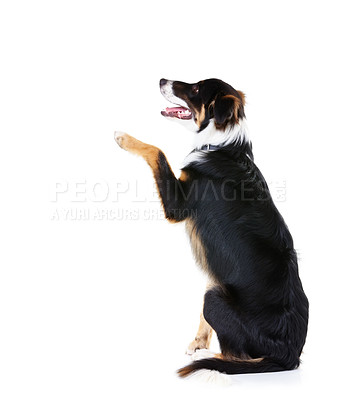 Buy stock photo Border collie, studio and dogs with paw trick, white background or mockup space. Smart pets, loyalty and dog paw on studio background for attention, playing and training, curious animals or black fur