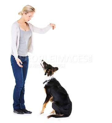 Buy stock photo Woman, dog training and studio with reward for learning, greeting and smile by white background. Trainer, teaching and pet animal and friends with focus, love and care while isolated with food