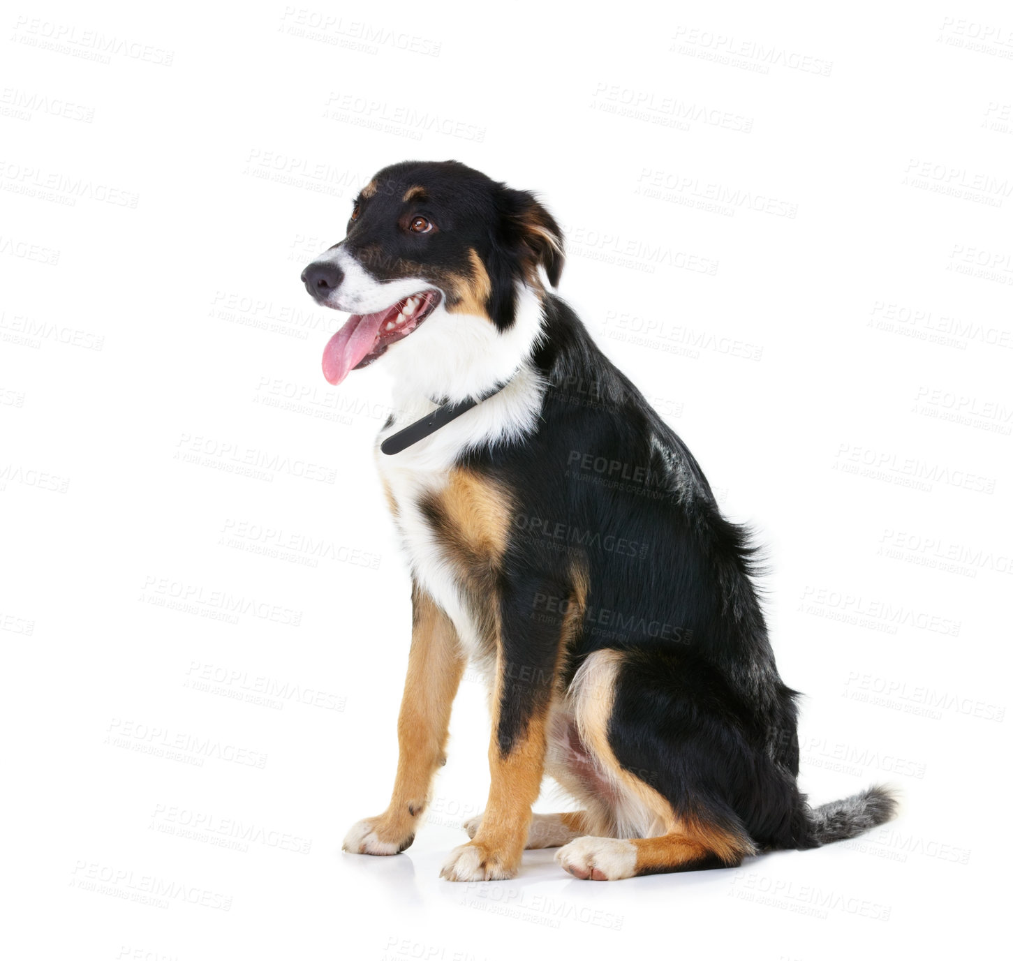 Buy stock photo Border collie, pet and dog sitting on studio background, backdrop and mockup space. Dogs, loyalty and pets on white background waiting for attention, playing or training of cute friendly puppy animal