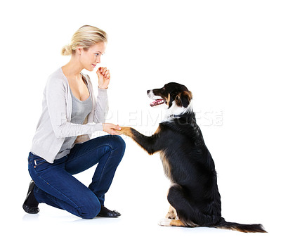 Buy stock photo Woman, dog training and paw in studio for learning, focus and greeting with dog food by white background. Trainer, pet animal and listen for teaching, reward and care while isolated for bonding