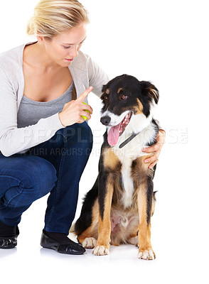 Buy stock photo Woman, dog training and command in studio with tennis ball, learning and focus by white background. Trainer, pet animal and furry friend with listening, loyalty and care while isolated for education