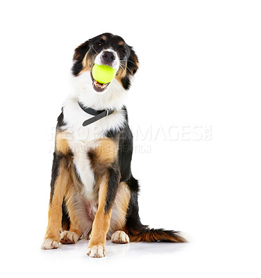 Buy stock photo Border collie, dog and playing with ball in studio, white background and mockup. Dogs, happy animals and tennis ball toys of cute pets playing on studio background, fun game and waiting for attention
