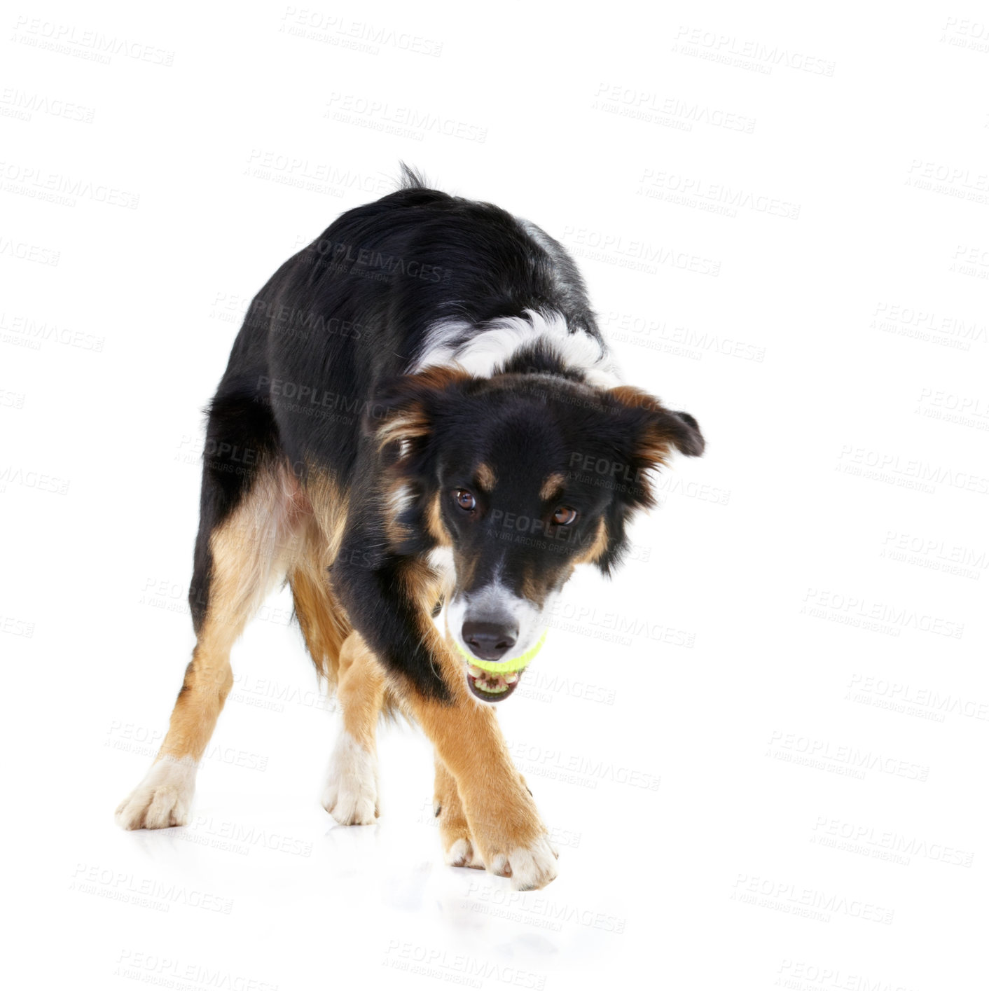 Buy stock photo Border collie, dog and playing with tennis ball in studio, white background and mockup. Dogs, happy animals and ball toys of cute pets playing on studio background, fun game and walk on mock up space