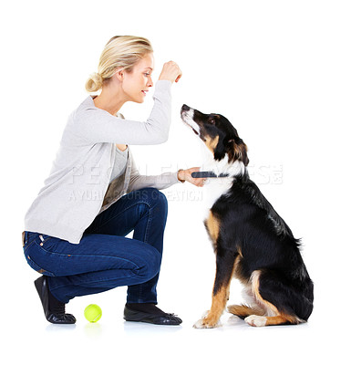 Buy stock photo Dog, woman and reward with tennis ball in studio for training, learning and focus by white background. Trainer, dog training and pet animal for teaching, love and care while isolated with dog food