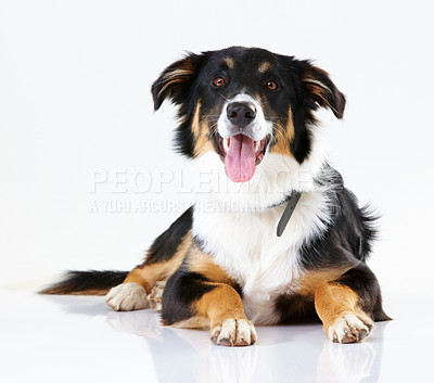Buy stock photo Dog, animal and pet with portrait with puppy, fur with tongue and border collie against white background. Animal shelter, adoption mockup with pet care, wellness and foster dogs with domestic pets