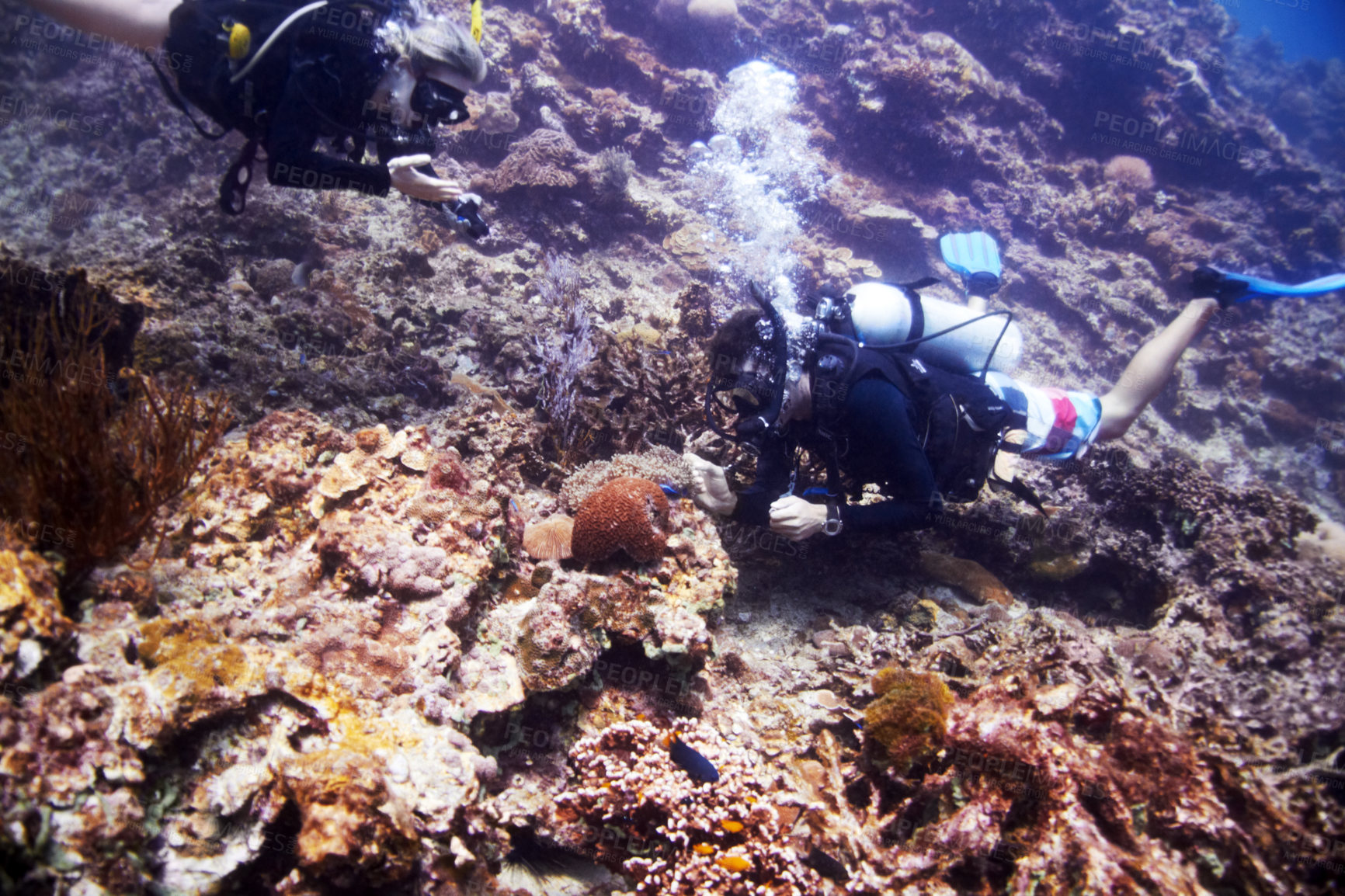 Buy stock photo Two scuba divers examine a beautiful coral reef