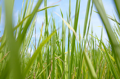 Buy stock photo Tall grass, leaves and blue sky in nature for agriculture, wheat or growth for natural sustainability. Outdoor field, farm or land of eco friendly environment on sunny day or greenery in countryside
