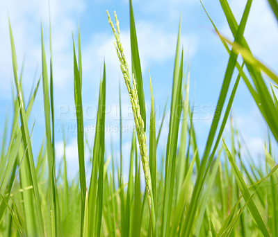 Buy stock photo Closeup view of the rice itself on a rice plant - Thailand