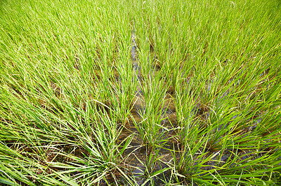 Buy stock photo High-angle view of a rice paddy in Thailand