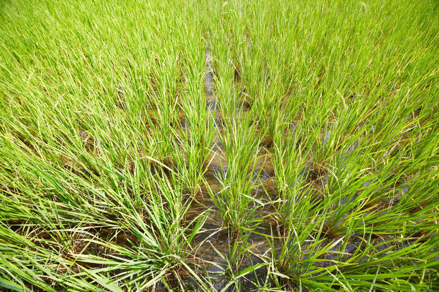 Buy stock photo High-angle view of a rice paddy in Thailand