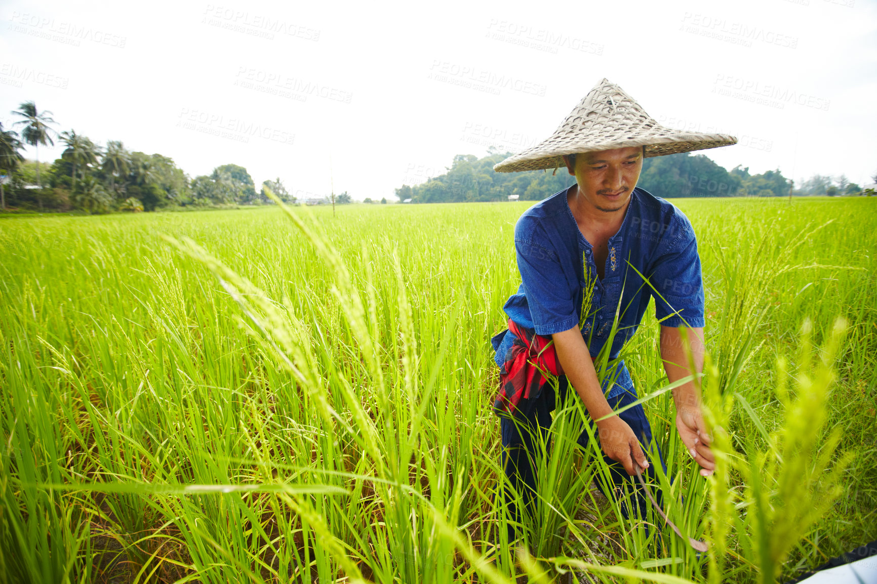 Buy stock photo A Thai rice farmer harvesting rice in a field - Thailand