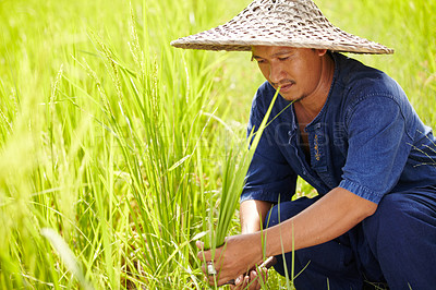 Buy stock photo Grass, space and an asian man rice farmer in a field for sustainability in the harvest season. Agriculture, nature and growth in the countryside with a farm worker on a plantation in rural China