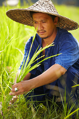 Buy stock photo Grass, agriculture and an asian man rice farmer in a field for sustainability in the harvest season. Plant, nature and growth in the countryside with a farm worker on a plantation in rural China