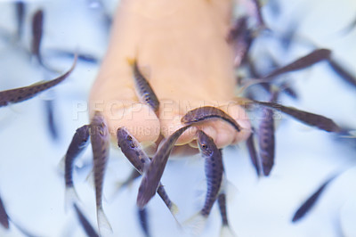 Buy stock photo Closeup of a woman getting a therapeutic fish spa treatment - Thailand