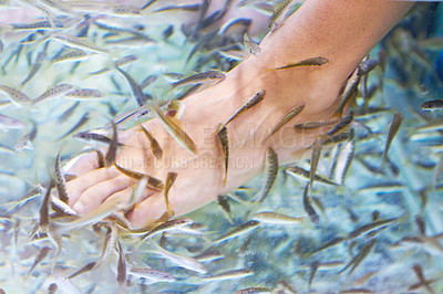 Buy stock photo Foot, fish and a person in water for pedicure treatment closeup from above in Thailand. Spa, skincare and relax with natural wellness or exfoliation in a luxury salon or resort to remove dead skin