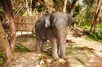 Captive Thai elephant chained to tree