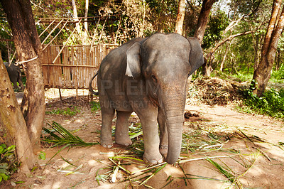 Buy stock photo Elephant eating leaves, plant in a jungle for wildlife conservation. Forest, sustainability and calm animal calf outdoors feeding on bamboo branches in natural or peaceful environment in Thailand