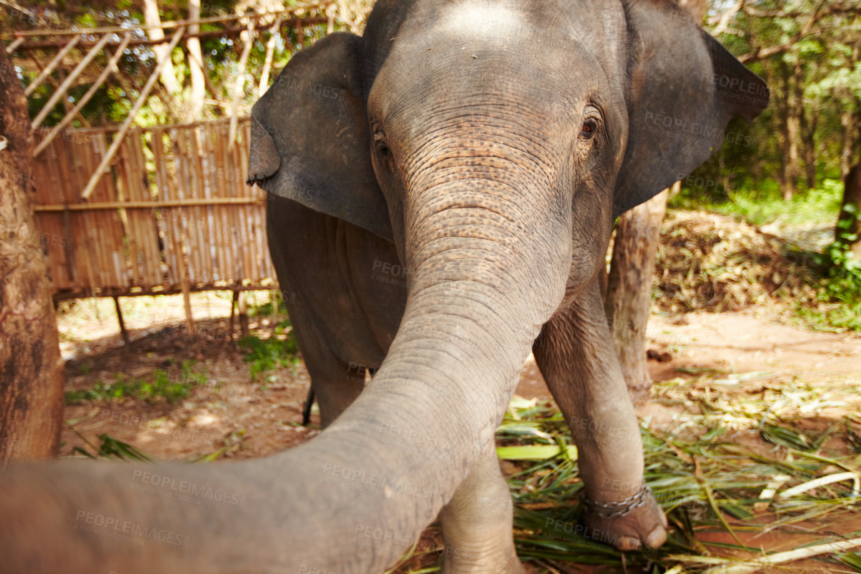 Buy stock photo Safari animal, portrait and playful elephant trunk in a forest curious, free and exploring. Nature, wildlife and animal in jungle for conservation, sustainability and freedom in peaceful environment