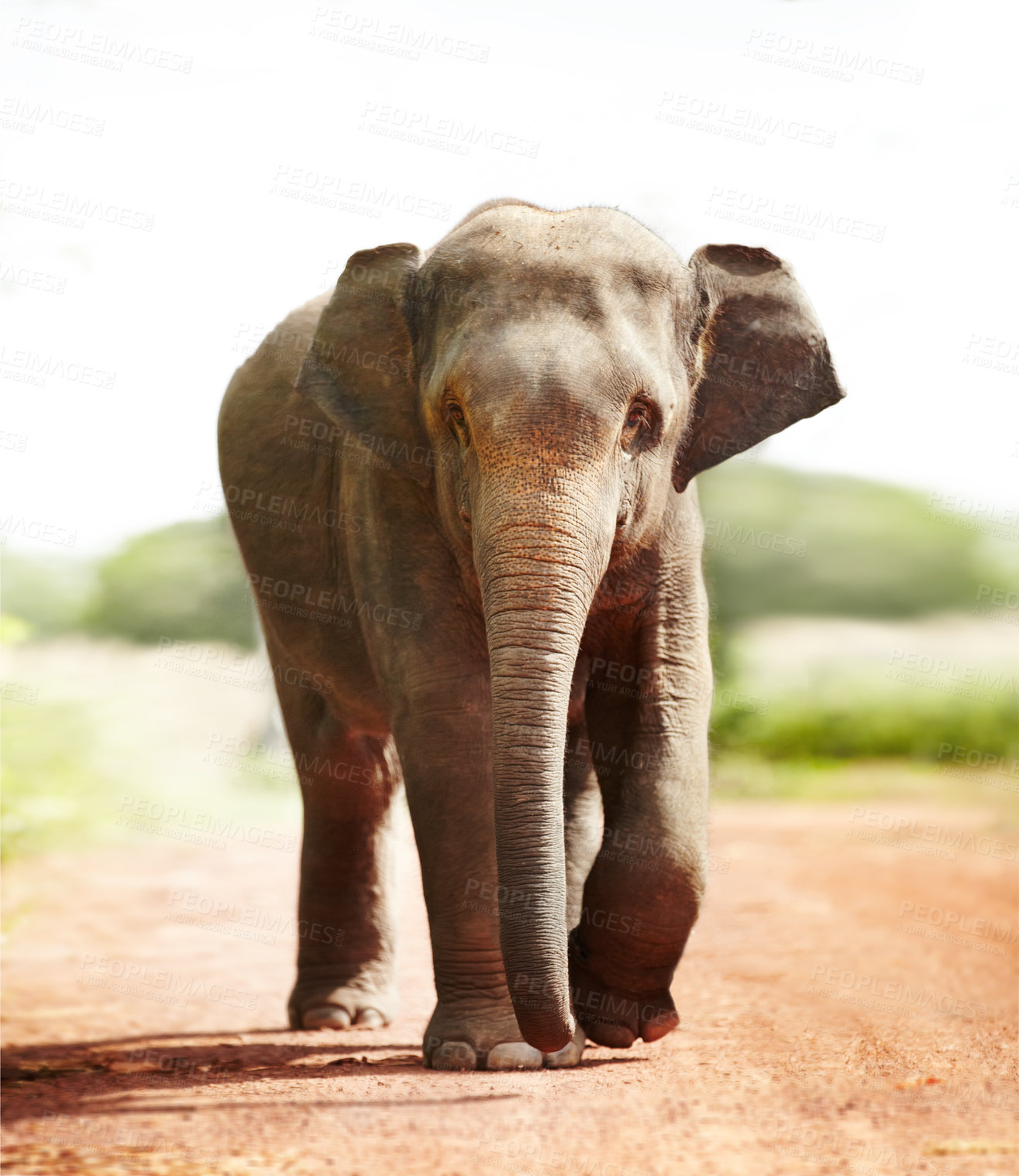 Buy stock photo Jungle, face and elephant portrait walking on road in nature for freedom, journey or adventure. Forest, animal or conservation with environment, peace and wildlife for care, calm and protection