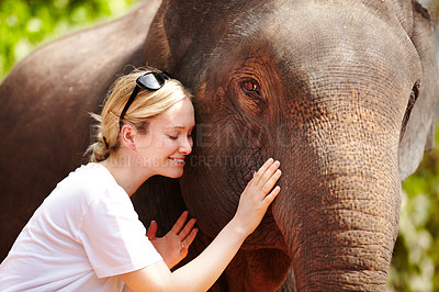 Buy stock photo A young researcher gently caresses a captive Asian elephant - Thailand