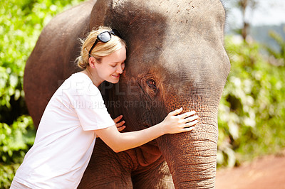Buy stock photo Travel, nature and woman hug elephant in a jungle for adventure, freedom and experience. Conservation, wildlife and female tourist in Thailand bonding with animal in a forest with touch and fun
