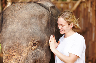 Buy stock photo A young eco-tourist smiling while she gently strokes a young Asian elephant