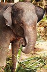 Young Thai elephant feeding  - Thailand