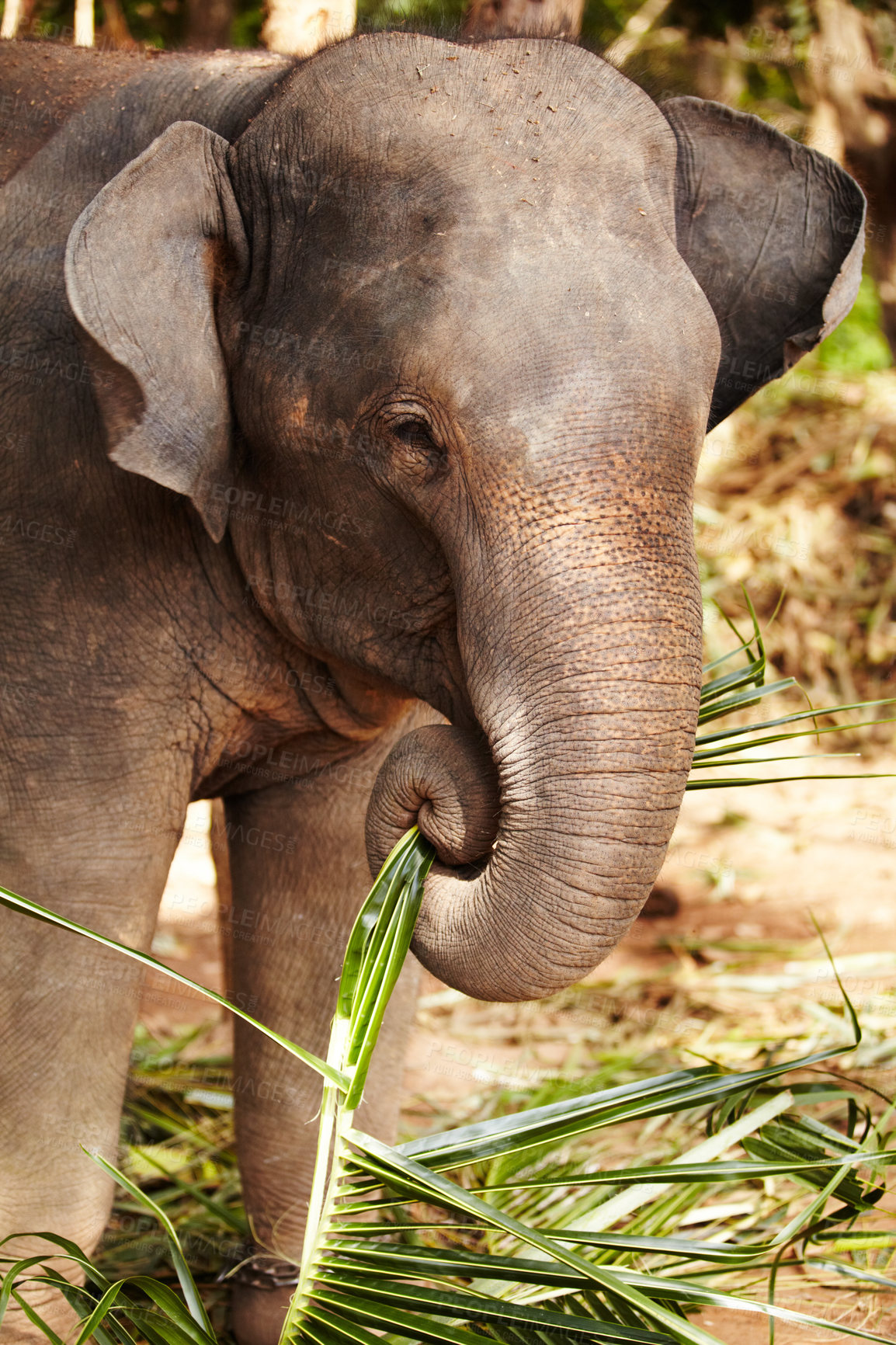 Buy stock photo Elephant eating leaves, bamboo or plant in a jungle for wildlife conservation. Forest, sustainability and calm animal calf outdoors feeding on branches in natural or peaceful environment in Thailand
