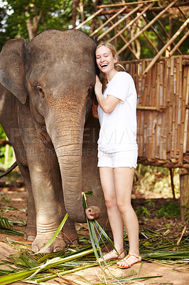 Buy stock photo Travel, portrait and happy woman hug elephant in a jungle for adventure, freedom and experience. Nature, wildlife and female tourist in Thailand bonding with animal in a forest with zoo and fun
